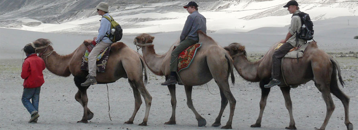 camel safari, leh travel